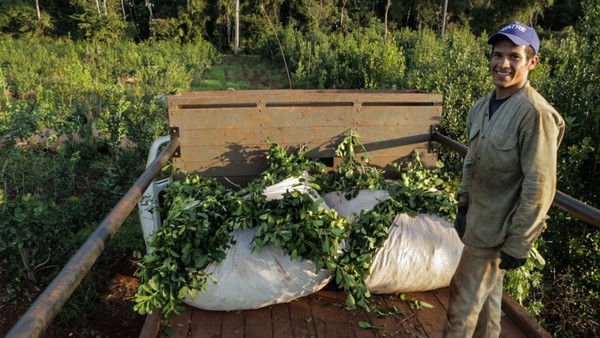 Plantation de maté – Province de Misiones