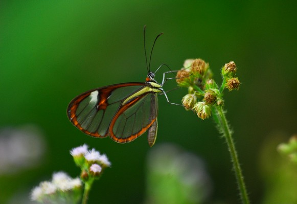 Balades guidée d’observation de la faune 