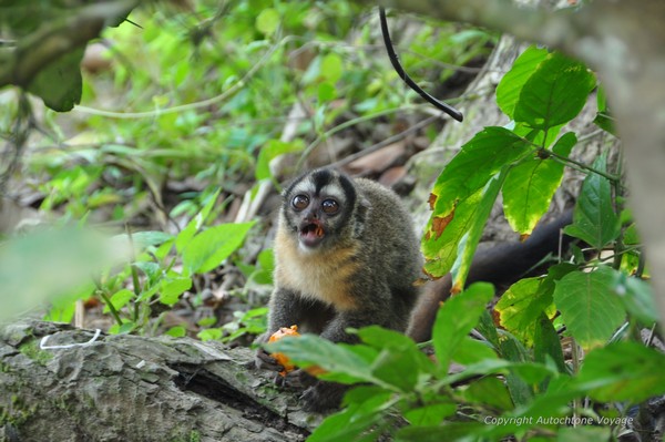 Un singe Capucin – Réserve Serere