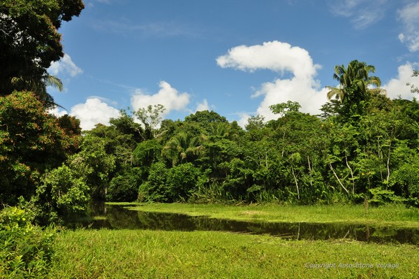 Randonnée dans la jungle de la Réserve Serere – Parc National Madidi 