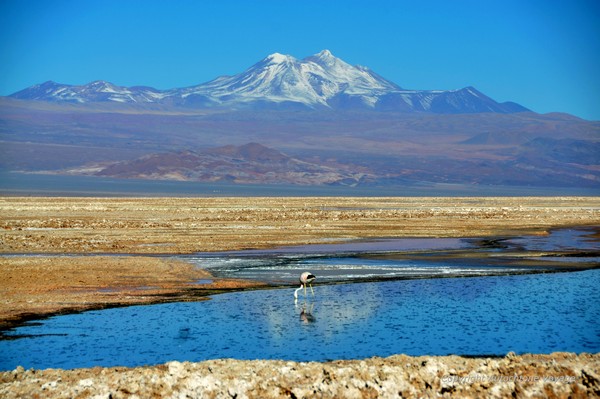 La Laguna Chaxa et le Volcan Miñiques – San Pedro