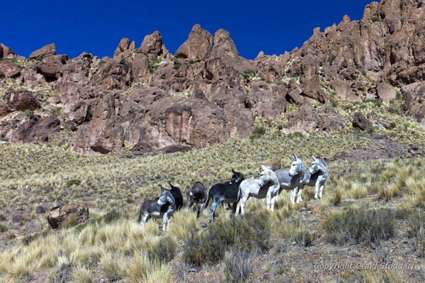 Sur la route d’Iruya – Province de Junín de los Andes